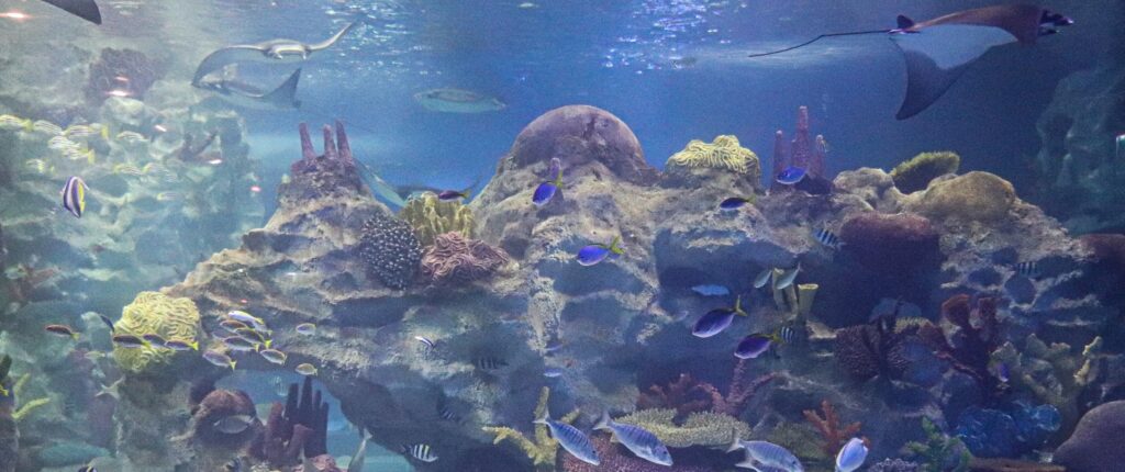 sea-life-aquarium-sydney-Adventure Down Under, Sydney | Best International Holiday Packages | MICE Tourism - GoTravelab