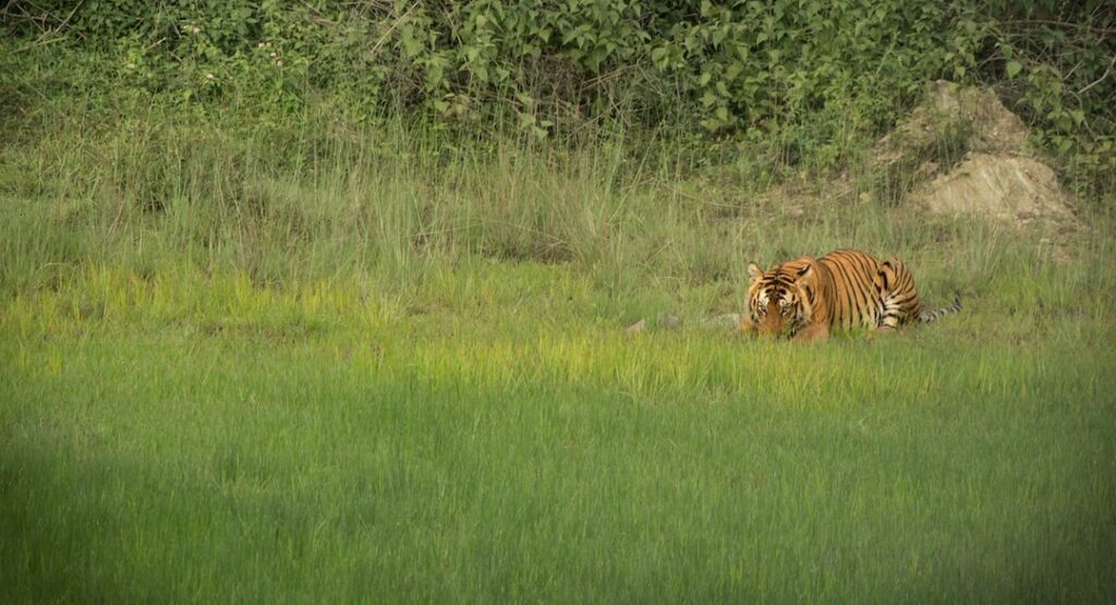 Blissfully Bandipur, best travel agency, weekend getaways from Bangalore, resorts around Bangalore Bandipur Tiger reserve-GoTravelab