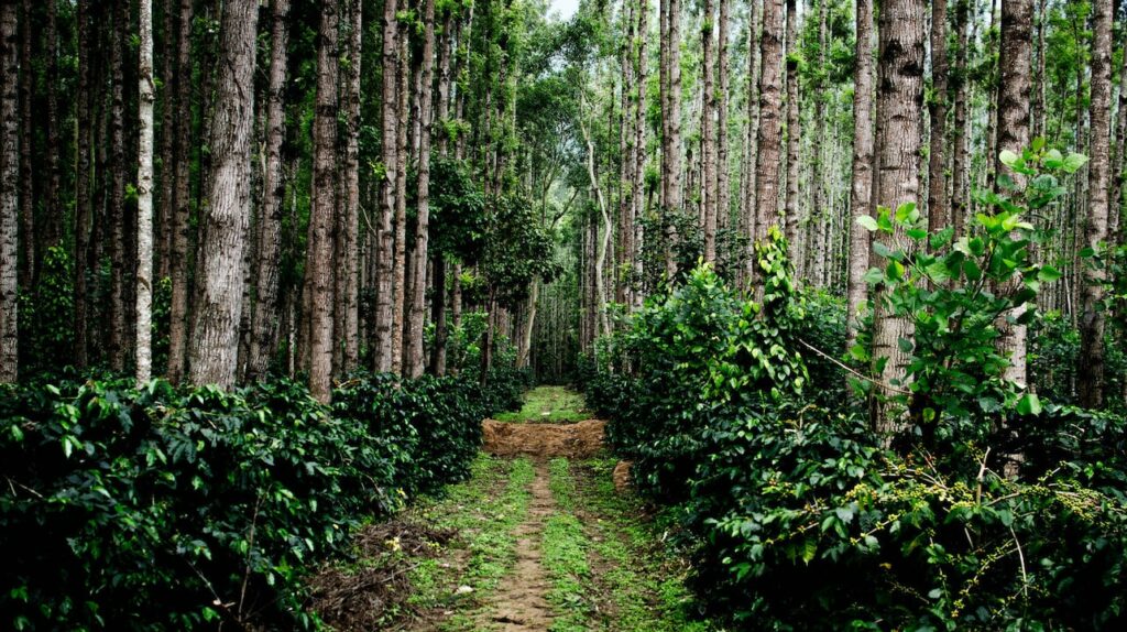 Coffee plantation walk-Chikmagalur-weekend getaways from Bangalore-best tour planner near me-best travel agency in India-GoTravelab