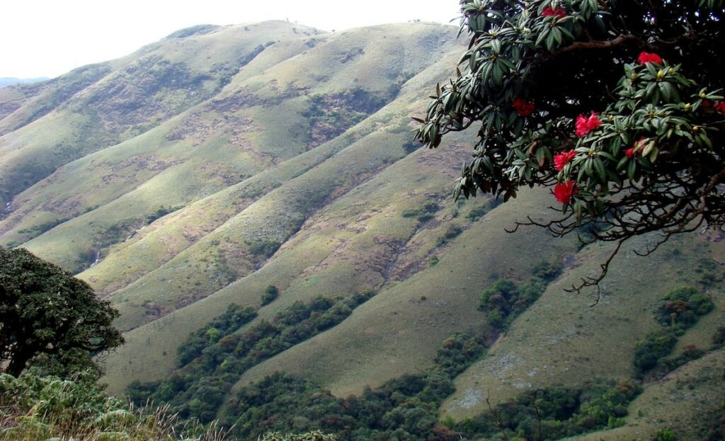 Nilgiri Biosphere Reserve-Blissfully Bandipur, best travel agency, weekend getaways from Bangalore, resorts around Bangalore-GoTravelab