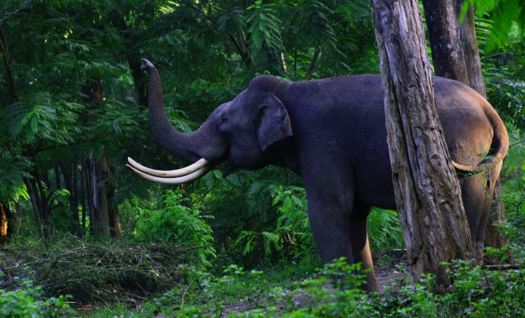 Wayanad Wildlife Sanctuary-The Wilds of Wayanad-Kerala tour-Best tour and Travel Agency Near me-Explore South India-Trip Planner-GoTravelab.jpg