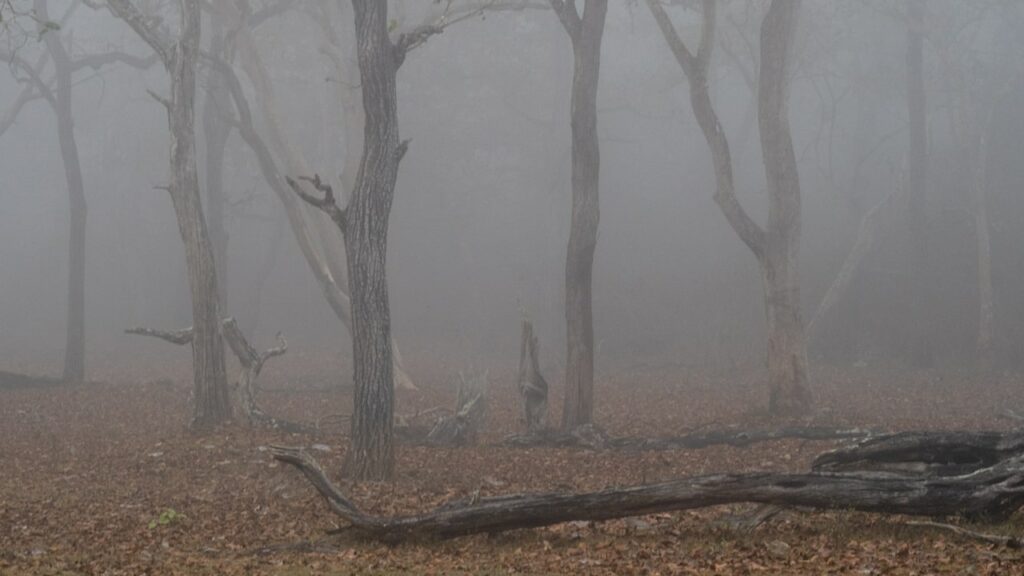 Nature Walk-Kabini-Into the Wilds of Kabini-Travel Agency Karnataka-Weekend Gateway Bangalore-GoTravelab